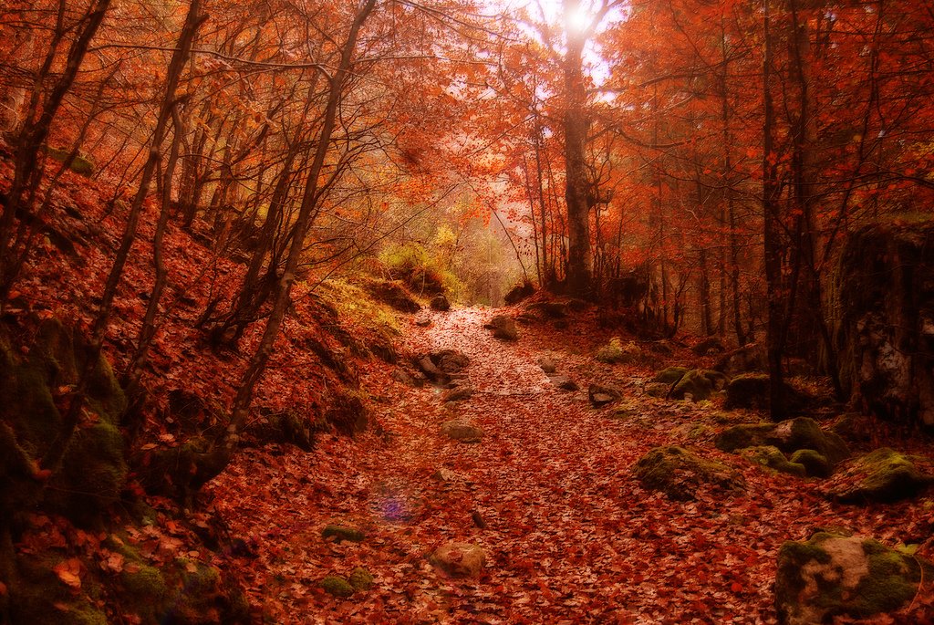 LagodiTovel's tweet photo. Passeggiare nei boschi nel periodo autunnale è qualcosa di magico
Foto di Valentina Zuech
#nature #NaturePhotography #landscape @pnab_ https://t.co/IxsTIlXG7L