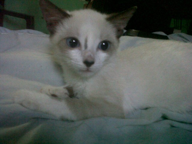 VictorAMachadoR's tweet photo. Este es nuestro nuevo integrante de la familia. Adoptado de las calles. Se llama floki . #gato #adoptado #cat https://t.co/luNI0QQBjm