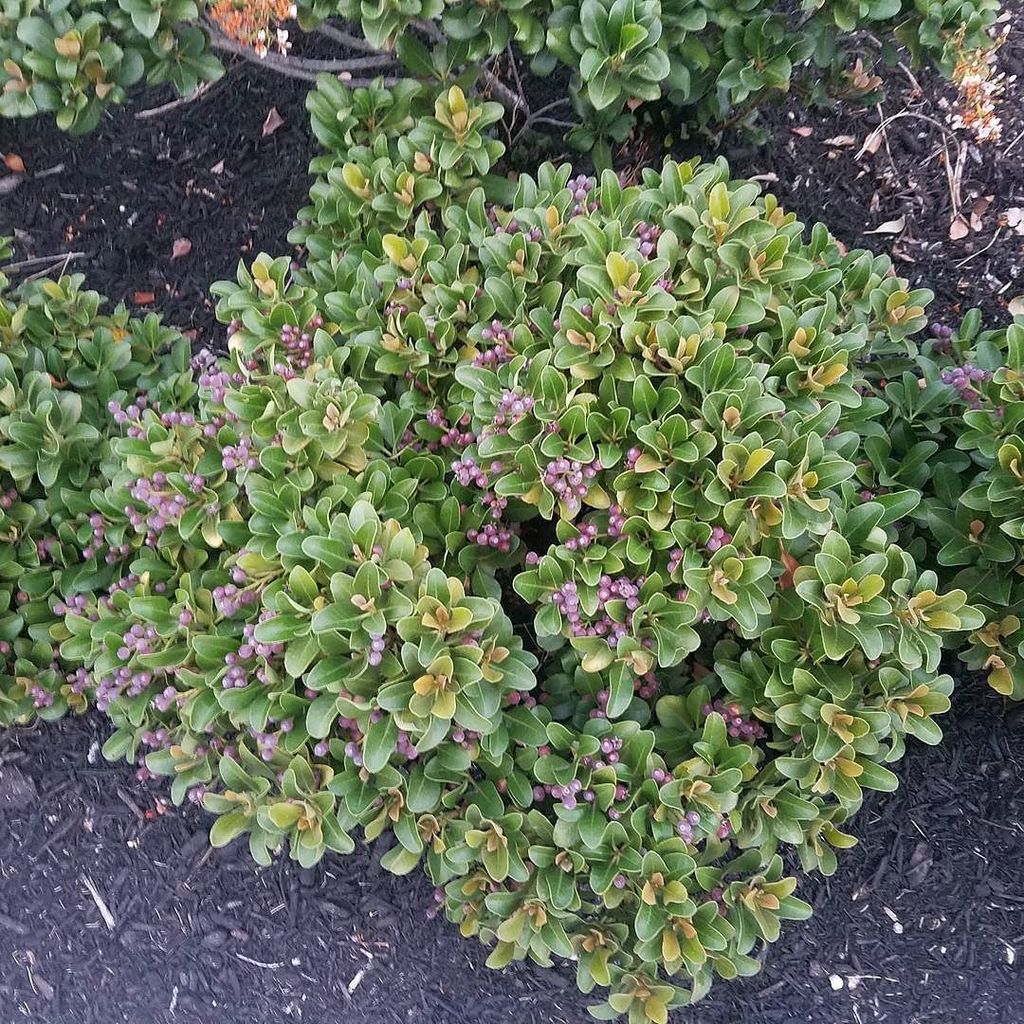 CaptainGreenhat's tweet image. Freshly Served Snapshot: Does anyone know what kind of berries these are? #Greenhat #ilovemothernature #maketimefor…