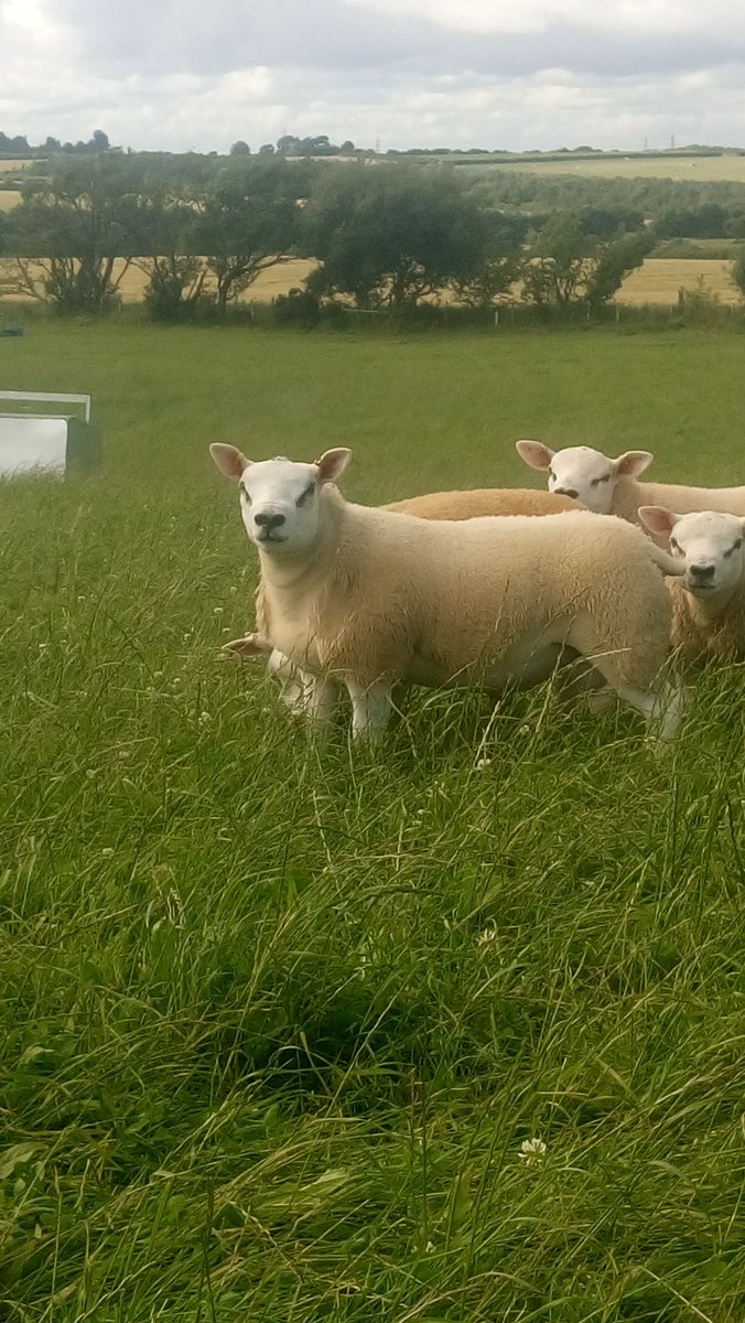 arklebyfarm's tweet photo. Arkle you bet sold for 20k #dams maternal sister sells twilight this year miss it miss out #2nd Dec Carlisle mart #inlamb too 24k m Yorkie! https://t.co/20RRCYQ0kj