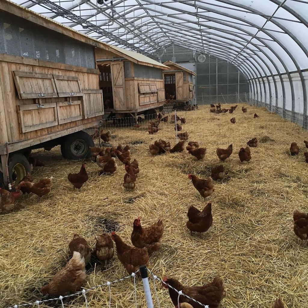 youngagrarians's tweet photo. RT @jm_fortier: The chickens are good for winter! Eggmobile inside greenhouse #makefarms https://t.co/f9t0CYiI56 https://t.co/OKv7cntLDO