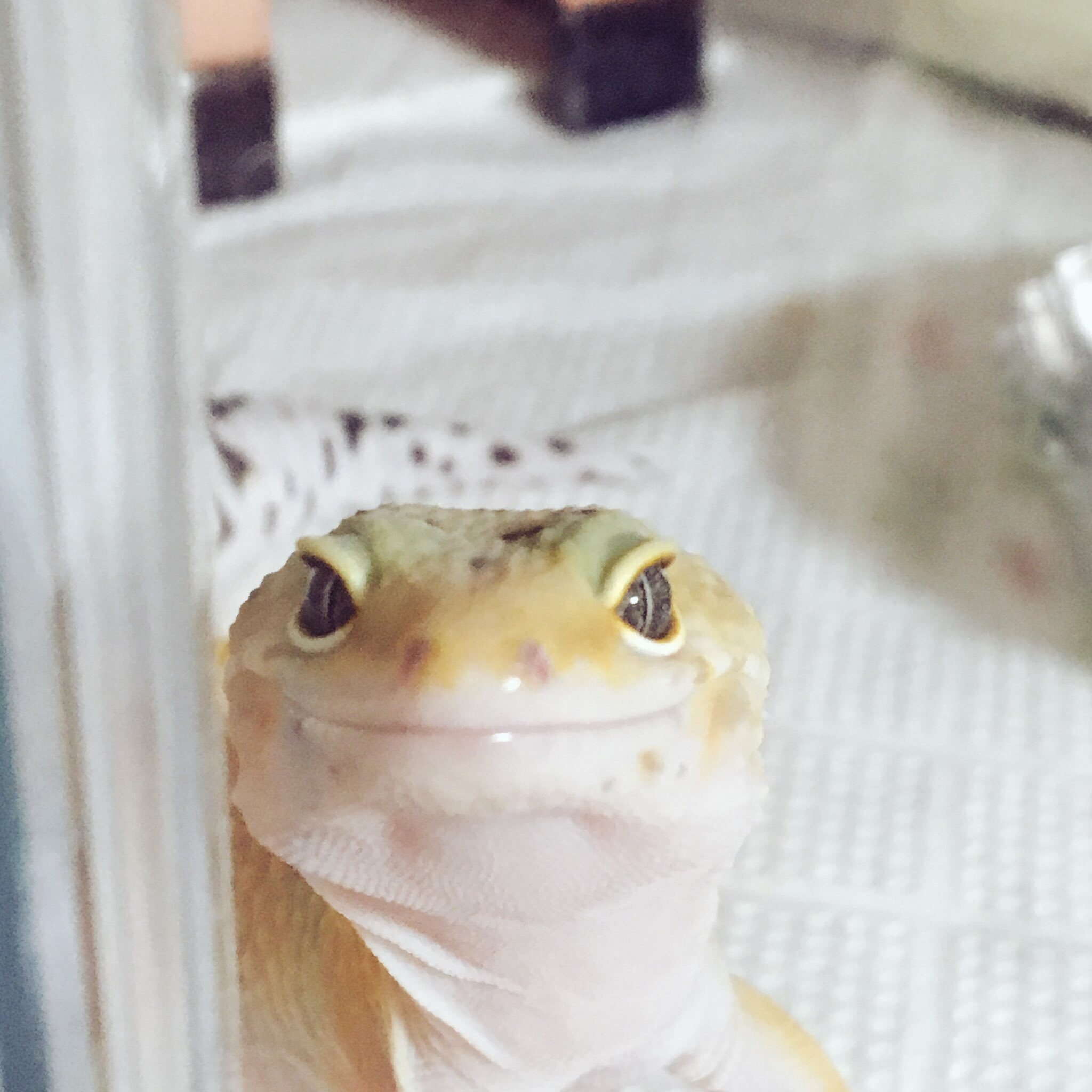 Twitter এ Yui Katou 爬虫類の正面顔コンテスト ヒョウモントカゲモドキ フトアゴヒゲトカゲ T Co Ebuongtf1o ট ইট র