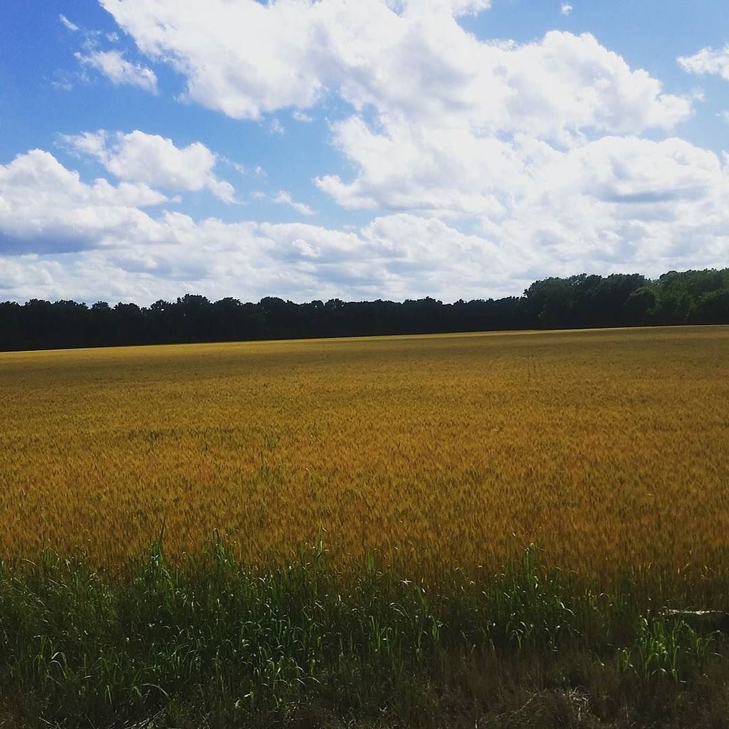 KansasTourism's tweet photo. #KansasCity Amber Waves of Grain #kansas #nature https://t.co/XiDE5cfVJY
