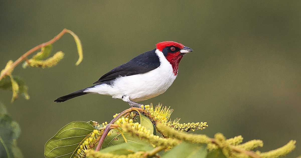 MincomercioCo's tweet photo. #FelizMiercoles Hoy, en Pereira X Encuentro Turismo de Naturaleza "Colombia destino mundial de Avistamiento de Aves" #TurismoModerno https://t.co/3gLVIDhaVK