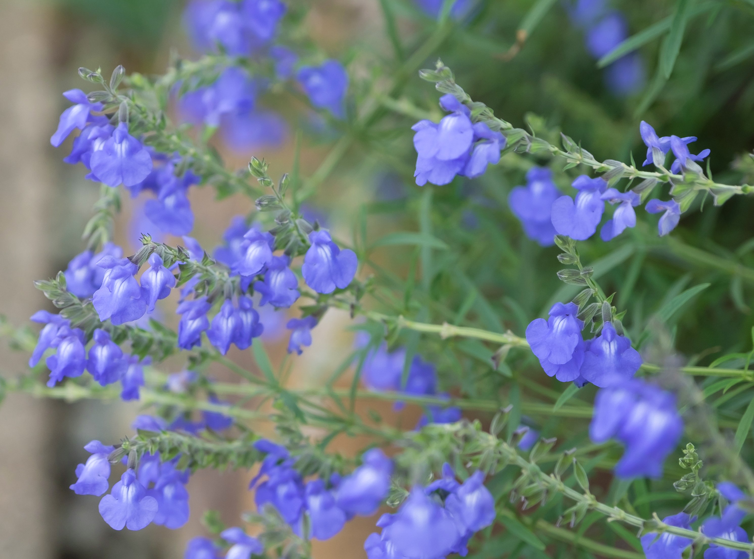 スクラ A Twitter サルビア アズレア 綺麗な青色の花で アズレアは英語で空色を意味します また スカイブルーセージの別名もあります もちろんサルビアの仲間ですが サルビアほど長く咲かずに秋だけ咲きます 写真好きな人と繋がりたい ファインダー越しの私の世界