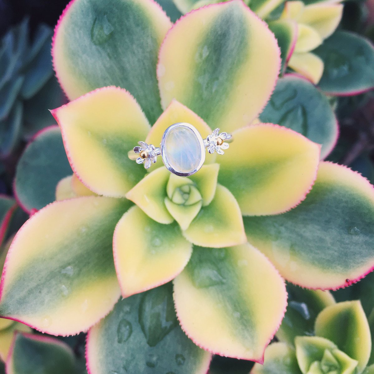 SilverMine_'s tweet photo. Sterling silver moonstone daisy ring ft. Succulent plant 🌱
#Succulent #cornwall #silverjewellery https://t.co/bNV2bssW86