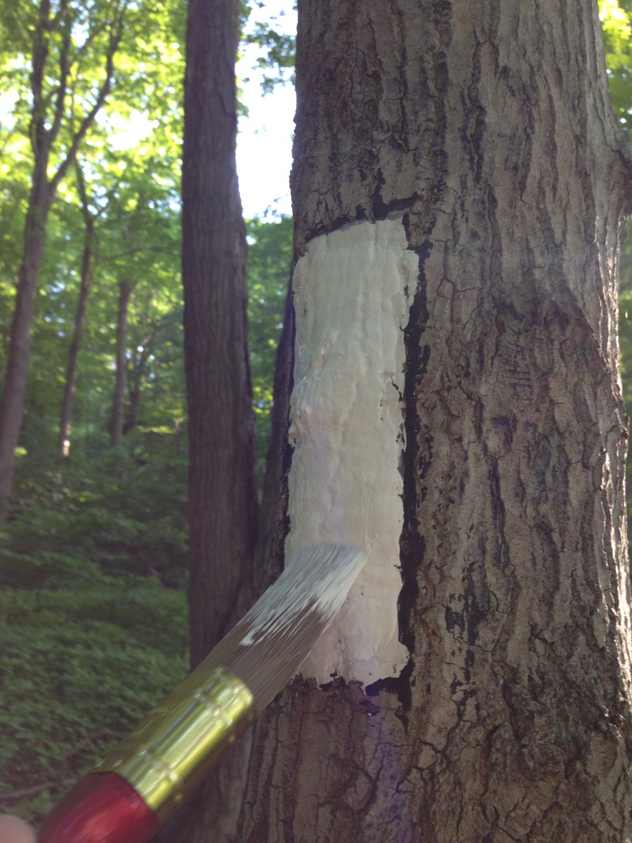 IroquoiaBruceTr's tweet photo. The 885 km main Bruce Trail is marked with white rectangular blazes painted on trees, rocks and posts by volunteers https://t.co/Yaw1hv3zyH