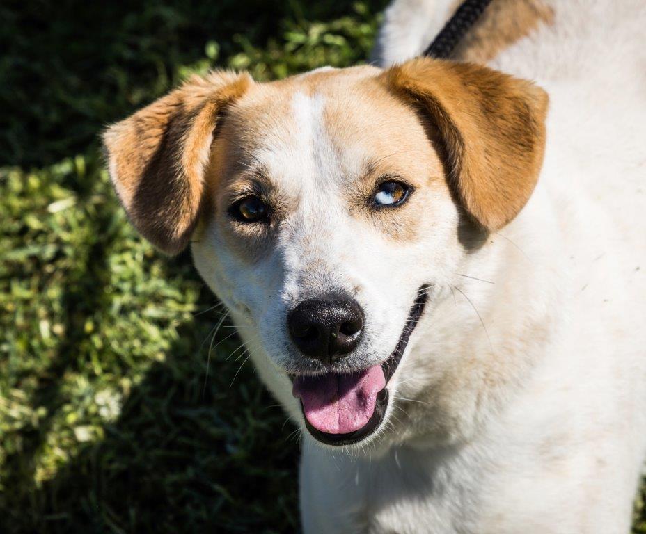 AWSStellenbosch's tweet photo. HAPPY TAIL ALERT! After being with us for over 2 years, Astro has found her forever home! @MFM926 JP's mission was accomplished :) https://t.co/cgbIRu3biq