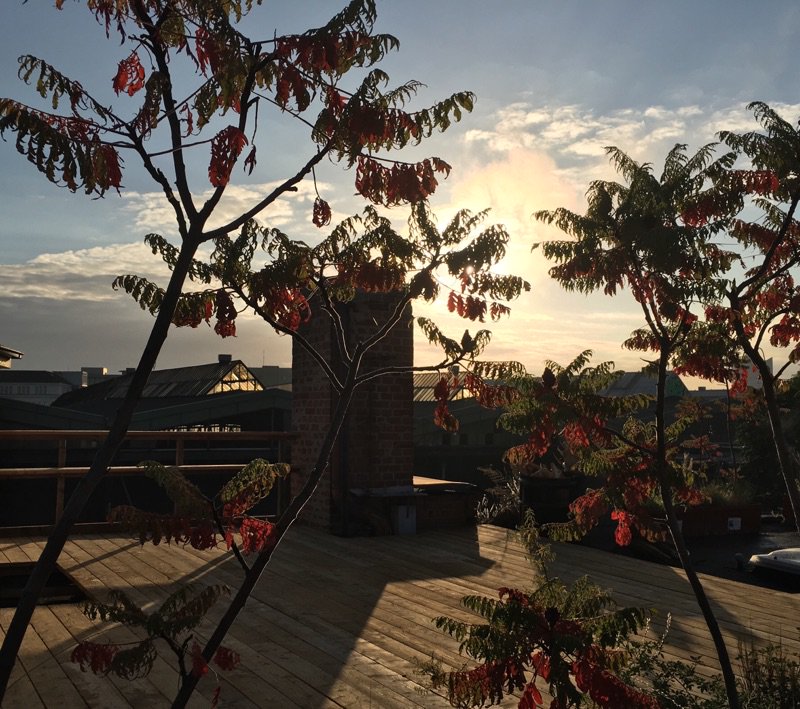 HannoverGin's tweet photo. Unser Rooftop Garden #HannoverGin #Rooftop Garden #Unser Stolz https://t.co/J4210P2oLc