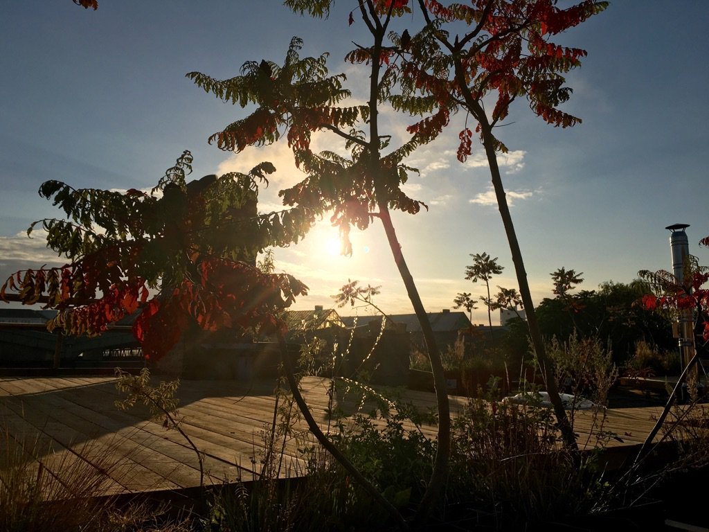 Unser Rooftop Garden #HannoverGin #Rooftop Garden #Unser Stolz