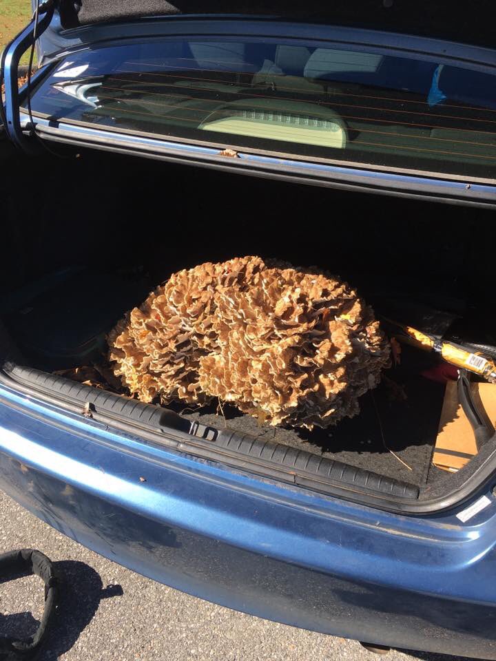 Shroomwhisperer's tweet photo. It's that time of year! #Fungi by the #trunkful! https://t.co/3l5PUbzSed