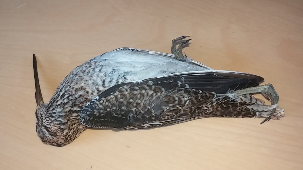 SafeWingsOtt's tweet image. A new species on our list of dead/injured #windowstrike birds in Ottawa. Test yourself - What is it? Answer: ow.ly/Pi5n305xYyL