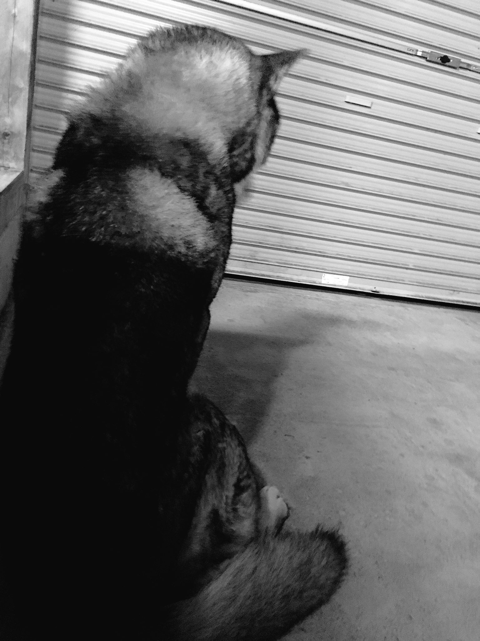 てつ 四国犬 マッサージ やっぱり首輪外した鉄がいちばんかっこいいなあ てつ 四国犬 マッサージ やっぱり首輪外した鉄がいちばんかっこいいなあ