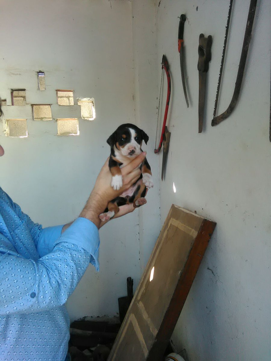 JoseMariFC's tweet photo. Se regalan cinco perros (mezcla de razas Bodeguero y American Stafford) en Dos Hermanas (Sevilla). Contacto: 669737249. 

Se agradece RT. 🐶 https://t.co/T58FU37hks