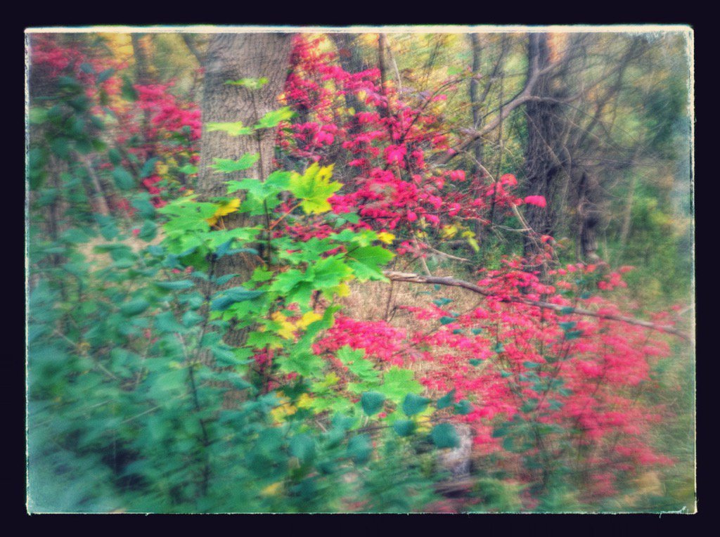 Esmerodo's tweet image. #fallTO Love the crimson colours of the leaves on this bush! #LambtonWoods 🍂🍁