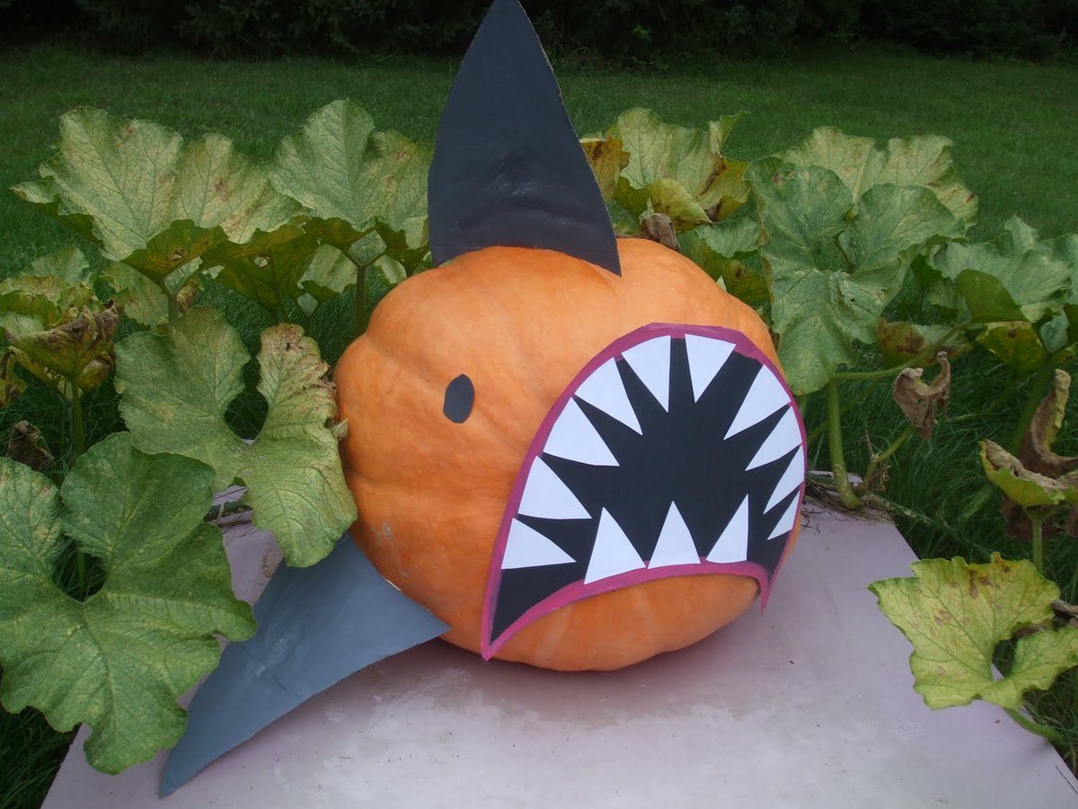 Katharine The Shark tweet media