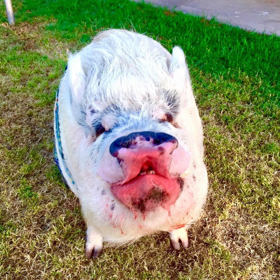 AmericasPig's tweet photo. Guess who got into the #gatorade 😂 #peace #love #happiness #vegan #wednesday https://t.co/nw3uiqW9LD
