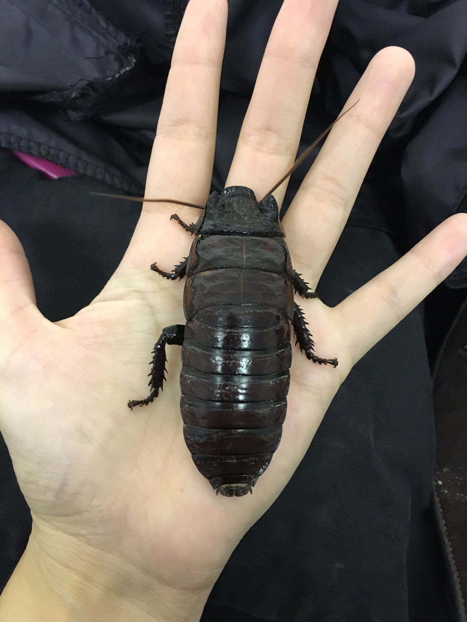 Emzotic A Twitter George The Madagascan Hissing Cockroach Representing Creepy Crawlies For A Halloween Celebration Today Halloween Cockroach Creepy Https T Co 1mdftmkr3o
