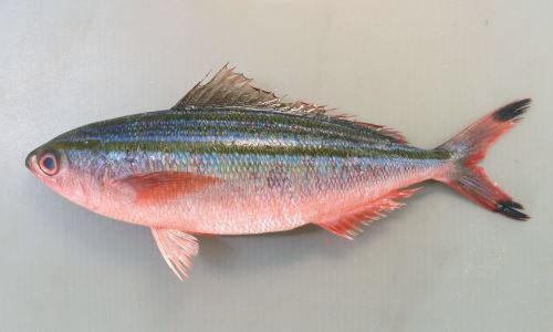 沖縄魚図鑑 on Twitter