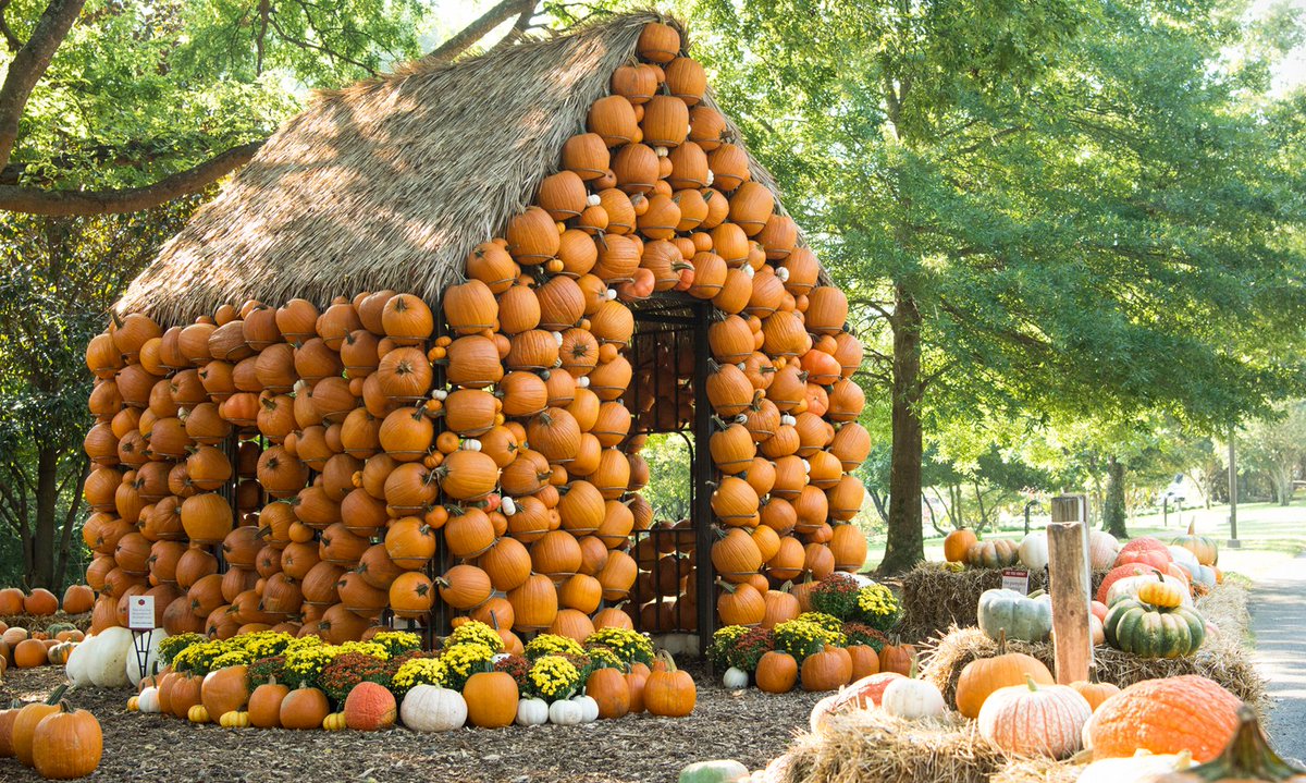 It’s #NationalPumpkinDay! Celebrate at the Pumpkin House and Patch at <a href="/Cheekwood/">Cheekwood</a> : visitmusiccity.com/fallfun/fallch…