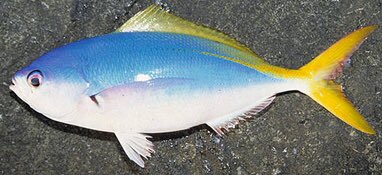 沖縄魚図鑑 Uchina Fish Twitter