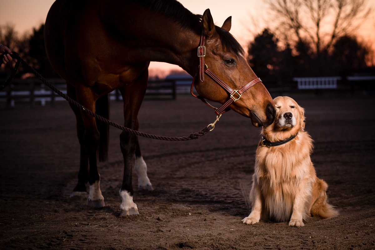 walshproducts's tweet photo. Color coordinate your canine and equine entourage with our Signature Line! #WinwithWalsh #BeyondHalters https://t.co/gAmiQJoQBJ