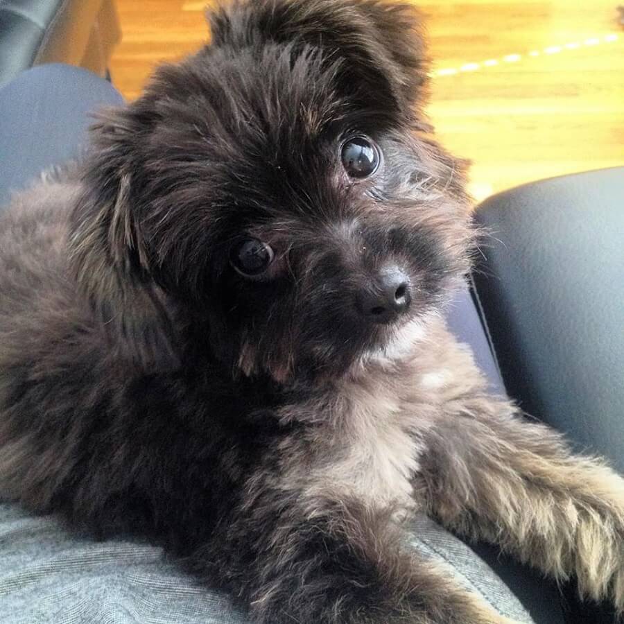 KCSourceLink's tweet image. G'morning #1MCKC. If you're looking for more puppy pictures, check out this story on @DOGparkKC: ow.ly/enkb305wEjI