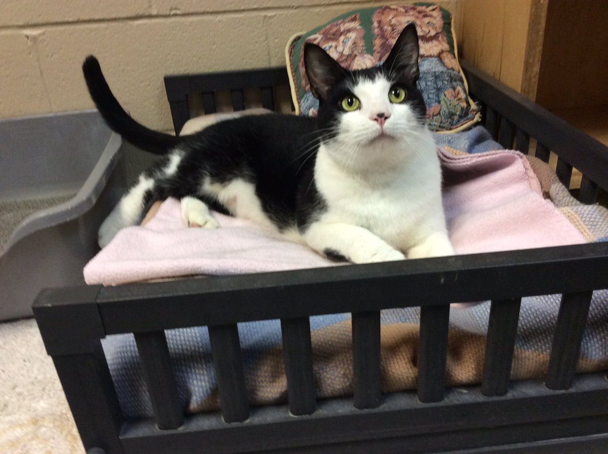 LakeMurrayIrmo's tweet photo. Meet Blackie! He is currently up for adoption at Dutch Fork Animal Hospital. Give Dutch Fork Animal Hospital a call at 803-781-7483!! https://t.co/RSH31cVG5a