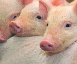 Sushi Itto announces shift to cage-free supply chain for eggs and pork bit.ly/2dKrzIJ