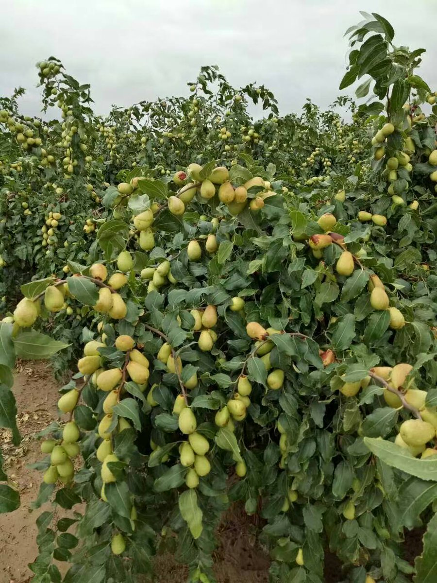 DWLONG2016's tweet photo. Jujube https://t.co/4hcqbjENi0