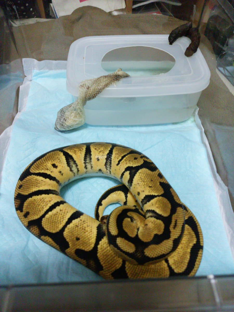 チキンタツタ ラ王チンタ على تويتر やべー 寝落ちしててメンテしてたらこんな時間だ O おねねちゃん脱皮 お疲れさまー 出来ればう ちはペットシーツの上にお願いしたかった 人 笑 もうこんな時間だからエサは明日まで待ってくれーm M ボール