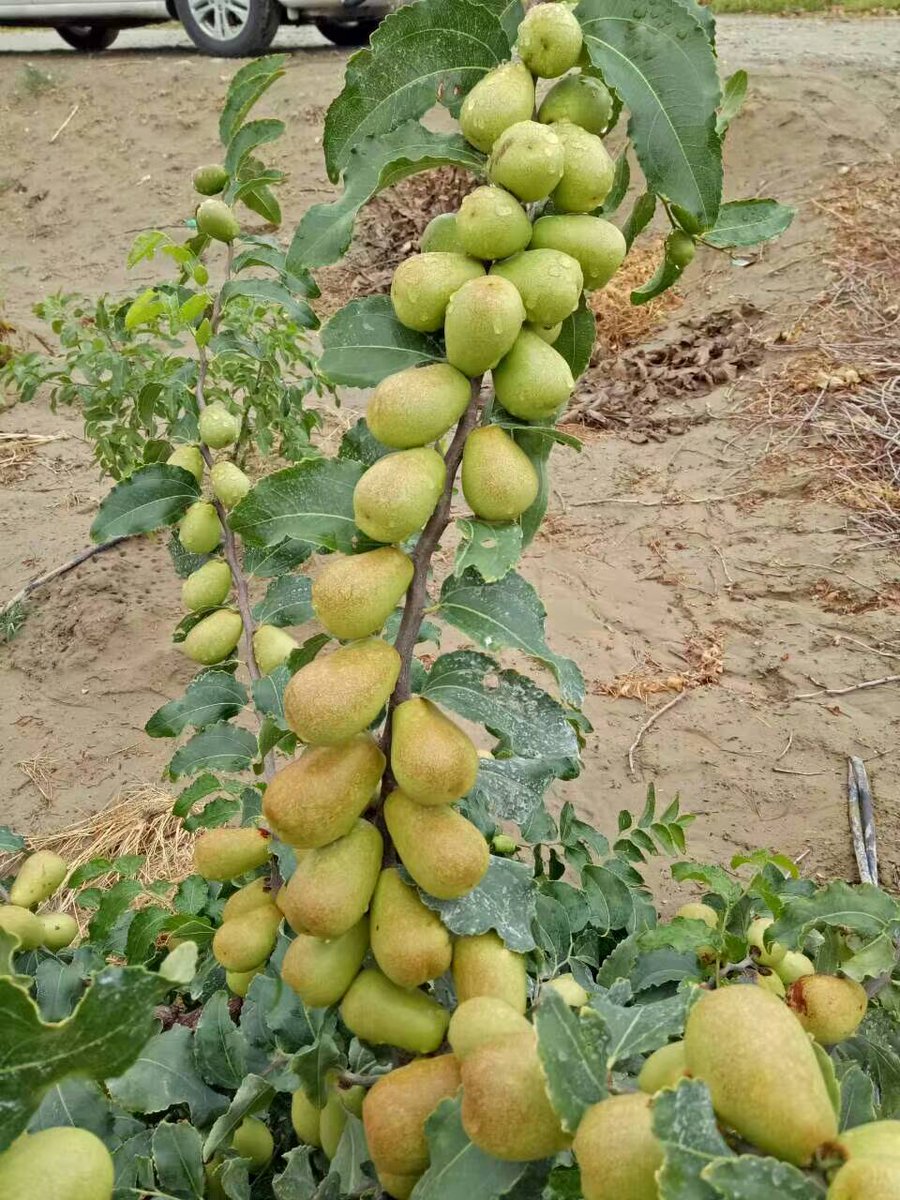 DWLONG2016's tweet photo. Jujube https://t.co/4hcqbjENi0