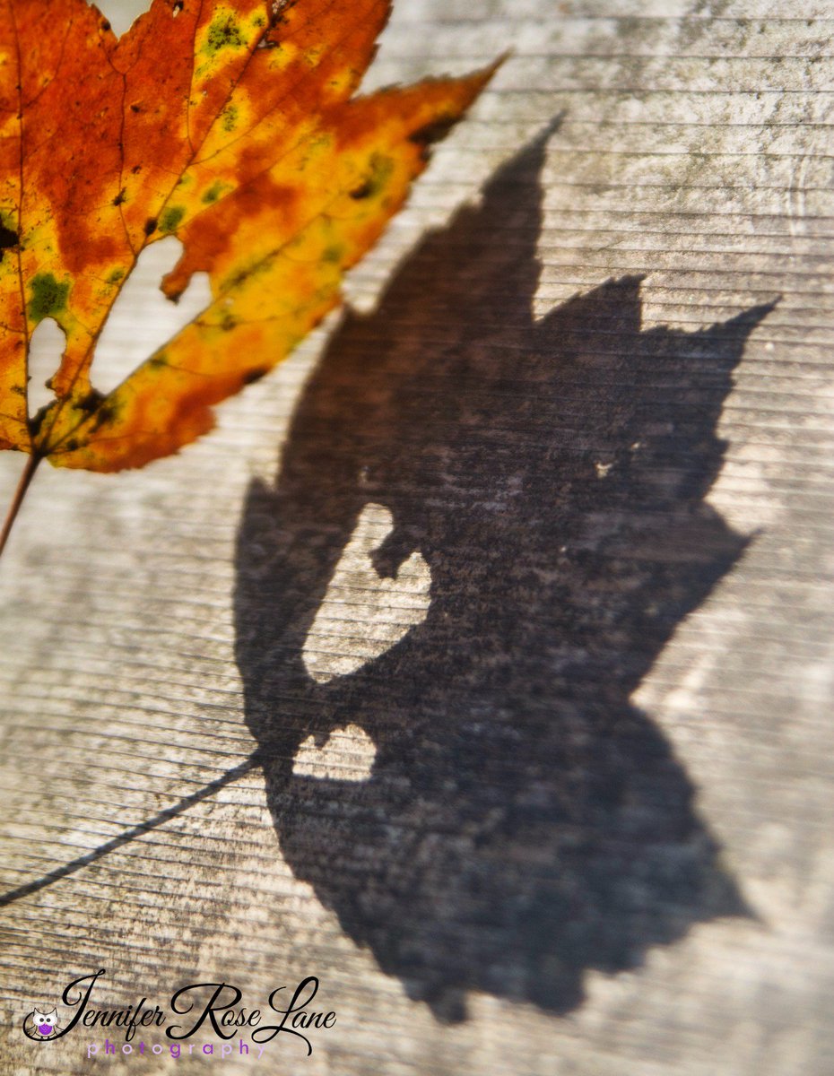 Jens_Starry_Sky's tweet photo. Another ^_^ #Shadows #Fall #Autumn #LeafShadow #Leaves #FallLeaf #Photography #Weather #Seasons #FallPhotography https://t.co/7yrP2h0D5d