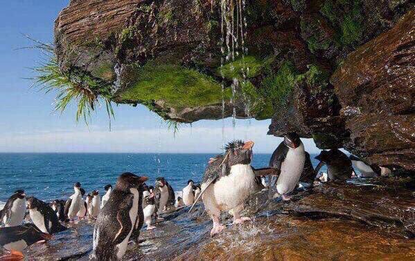 Elephant_Quest's tweet photo. "Rockhopper Penguins take shower" https://t.co/xyJD6QwsWX * Free gifts, &amp; help #animals too! See: https://t.co/b6OllvQpiX * Please RT