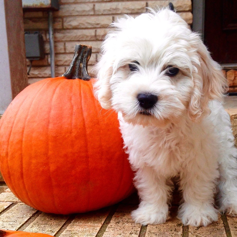 Nothing cuter on #NationalPumpkinDay than a puppy next to a pumpkin!