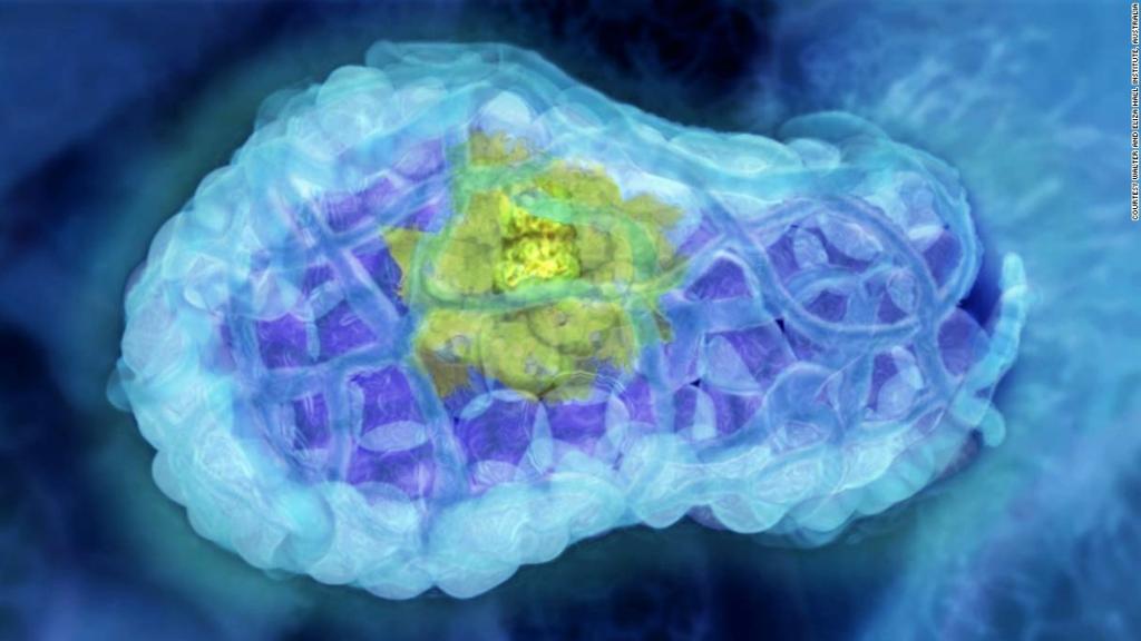 CNN's tweet image. Could your own immune system kill cancer? cnn.it/2ewflaz