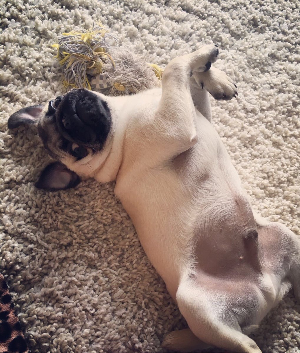 Will someone please tickle me #puglife