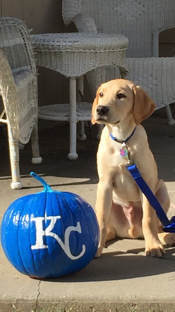 tlranda's tweet photo. @Royals #NationalPumpkinDay https://t.co/t6FfK1DMtO