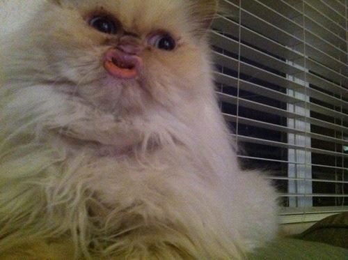 DuckOfTerror's tweet photo. @Pringlesflame https://t.co/Q2cJ8xv71e