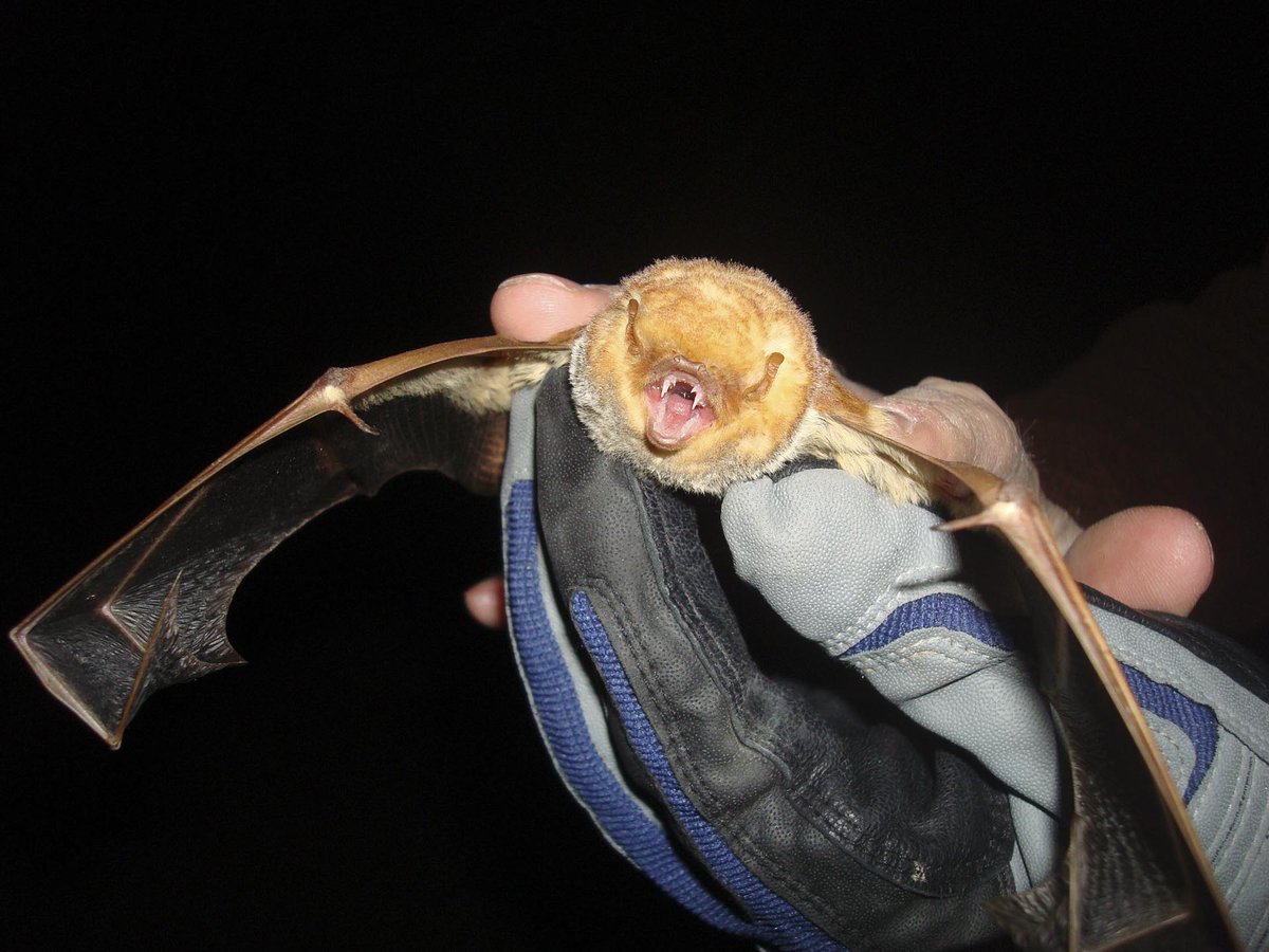 usbr's tweet photo. #BatWeek continues with the western red bat, Lasiurus blossevillii. https://t.co/EmJkzEw1V7 #batfest #iLoveBats #batweek2016 #savethebats https://t.co/LiFeChenzf