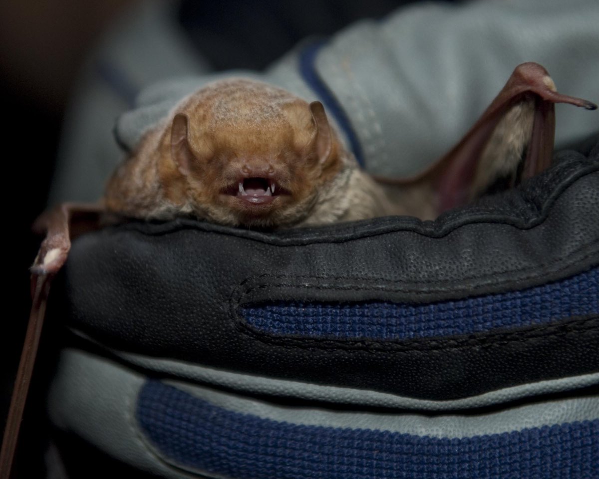 usbr's tweet photo. #BatWeek continues with the western red bat, Lasiurus blossevillii. https://t.co/EmJkzEw1V7 #batfest #iLoveBats #batweek2016 #savethebats https://t.co/LiFeChenzf