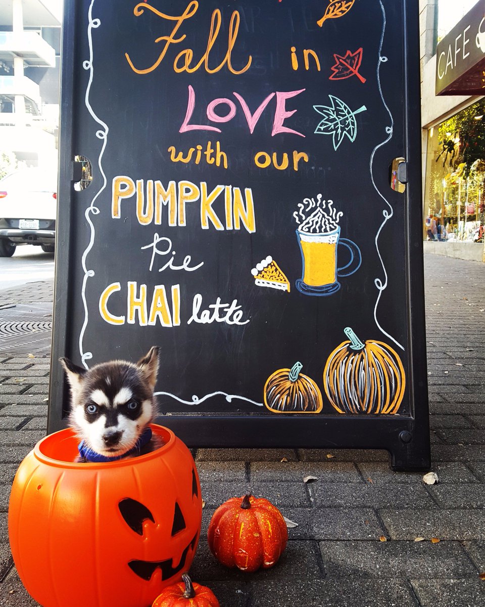 CafeRuckusATX's tweet photo. Costume contest! Post a picture of your pup or kitty in their spooky costume with #causearuckus. Winner gets a $25 Cafe Ruckus gift card. https://t.co/KYyssttlIs