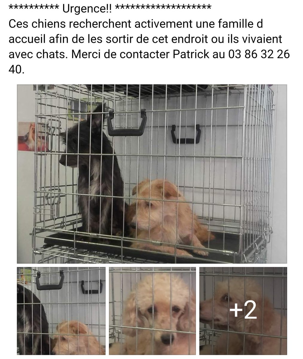 Respectons's tweet photo. #Urgent recherchons des #famille d accueil pour ces #animaux #FA #sauvetage #chat #chien #merci du RT #protectionanimale https://t.co/NIKpmYy8VM