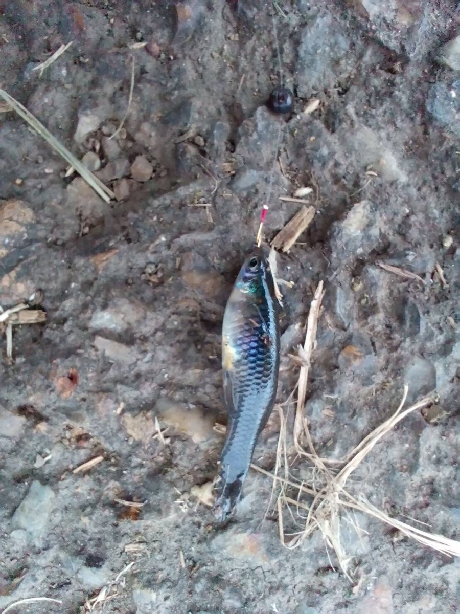 さいたまfishing Ch Sfc 先日芝川で釣りをしました そしたらまさかのグッピーが釣れた 釣果 モツゴ12匹 タモロコ1匹 グッピー1匹 ブルーギル6匹