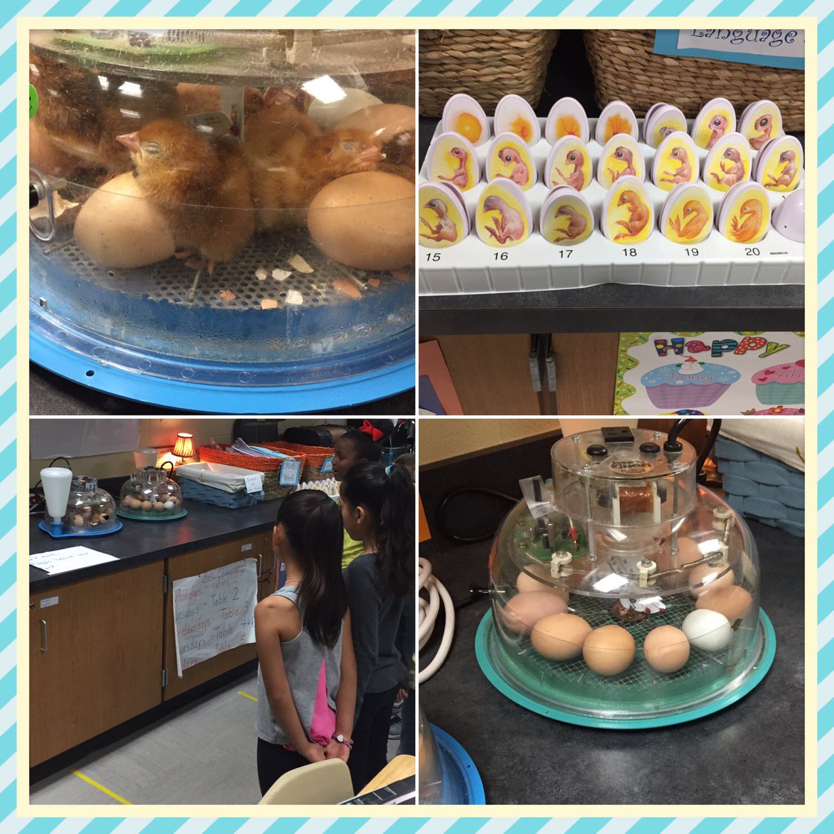 Jamaymiyuki's tweet photo. #cfisdwired @Lowery_Elem @CyFairISD @HsookKoosh Going Live at Lowery with the Baby Chicks!! View it with us! Http:/tinyurl.com/Lowerychick https://t.co/TMknTpOTTY
