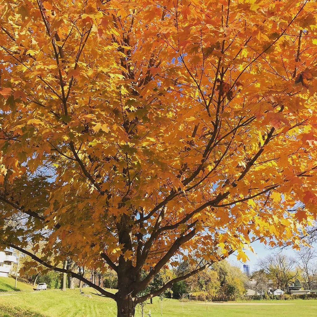 glenwoodmpls's tweet image. 🔥🔥🔥#autumncolors #mpls #fallfire #leaves #brynmawr #capturemn #minnstagrammers ift.tt/2dIJsMN