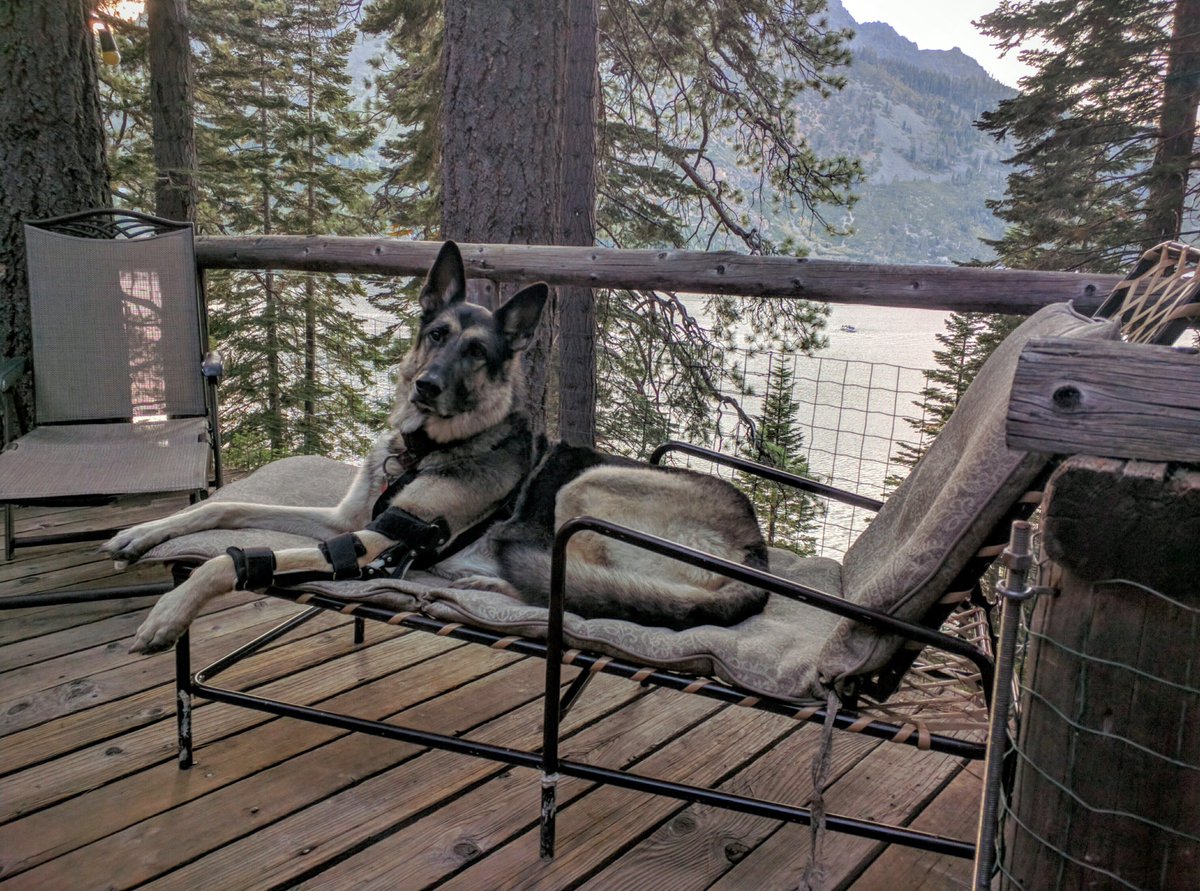 Sasha is enjoying a mini-vacation with her family in #LakeTahoe! #orthopets #dogbrace #dogsoftwitter #animalorthotics #dogelbowbrace