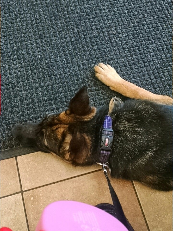 MadMacGames's tweet photo. Guess who doesn't like the vet 
#germanshepherds #veterans #earinfection https://t.co/QU54OHRMQG