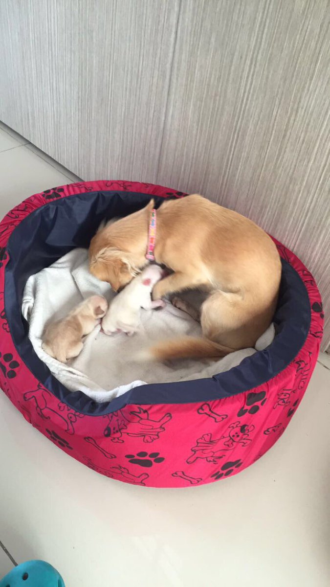 a_sfonseca's tweet photo. La mama mas feliz 💕💕😍🐶 https://t.co/p9cEq4ufkn