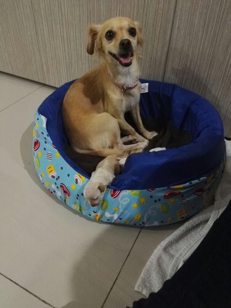a_sfonseca's tweet photo. La mama mas feliz 💕💕😍🐶 https://t.co/p9cEq4ufkn